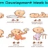 Newborn Development Week by Week: A Comprehensive Guide